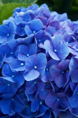 Forever and Ever® Blue Heaven Bigleaf Hydrangea (Mophead, Repeat Flowering), French Mophead Hydrangea, Hydrangea macrophylla 'Blue Heaven'